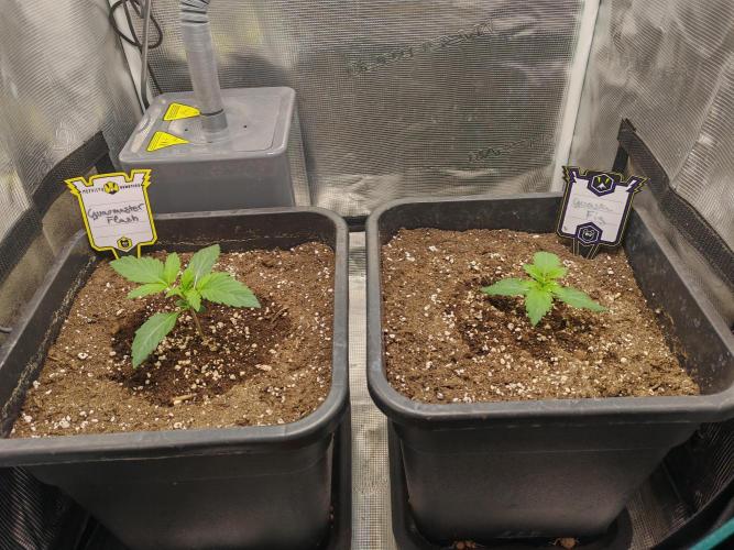 Mephisto grow. Week 2 - 27.03.