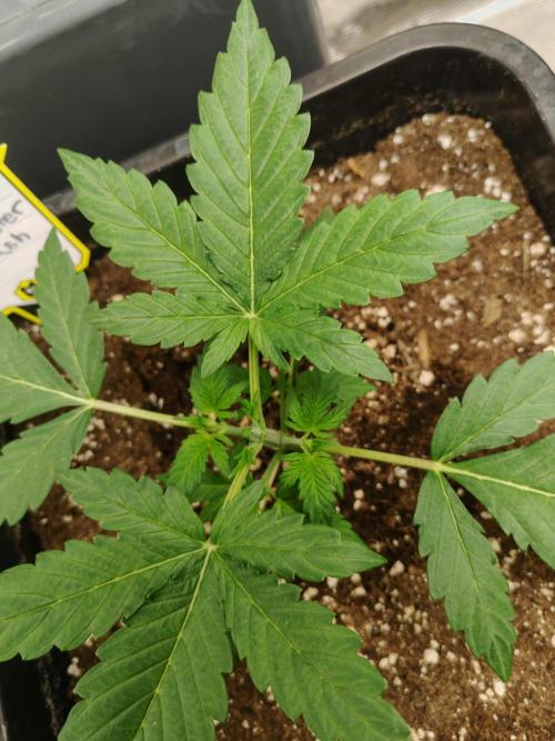 Mephisto grow. Week 3