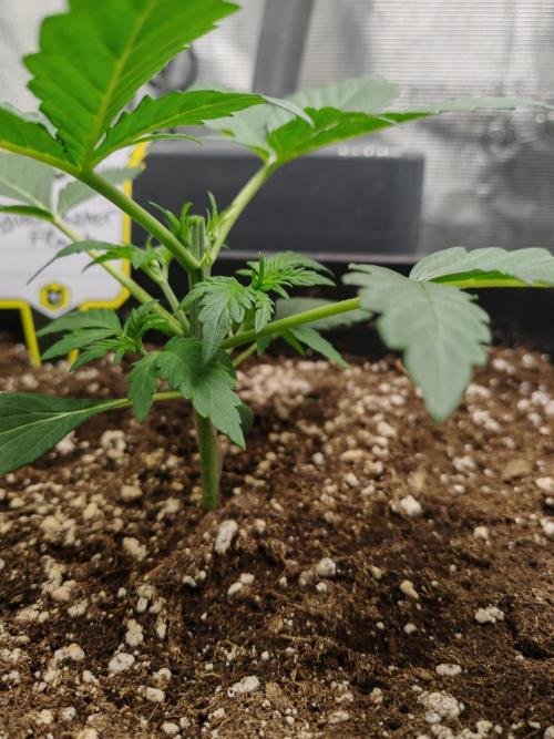 Mephisto grow. Week 3