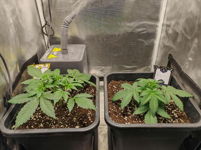 Mephisto grow. Week 3