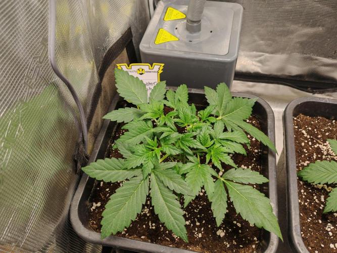 Mephisto grow. Week 3