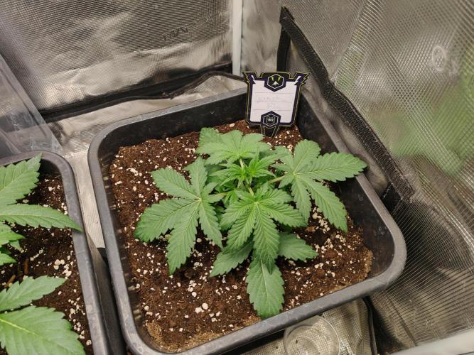 Mephisto grow. Week 3