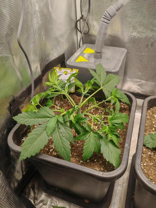 Mephisto grow. Week 3