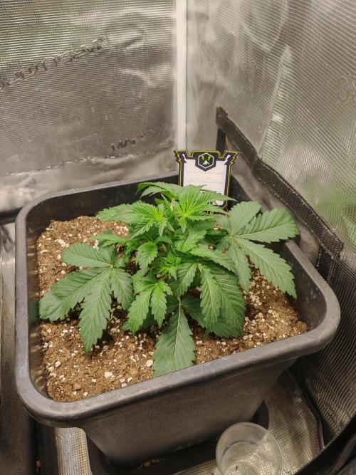 Mephisto grow. Week 3