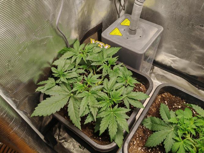Mephisto grow. Week 3