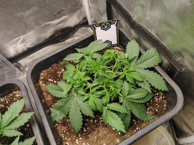 Mephisto grow. Week 3