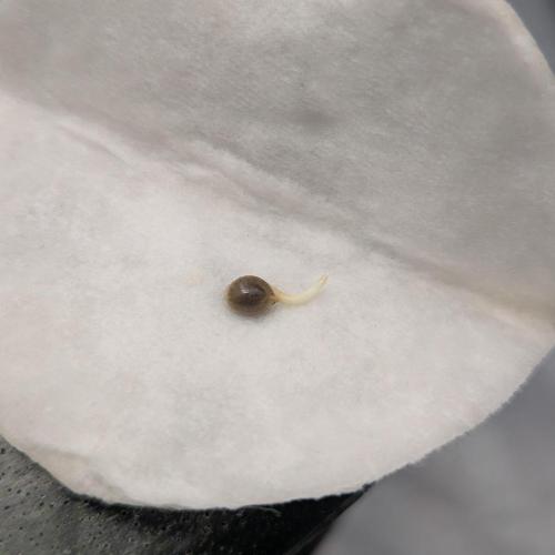 Think Fast (Dutch Passion). Week 0 - 21.12.2025