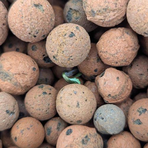 Think Fast (Dutch Passion). Week 0 - 25.12.2025