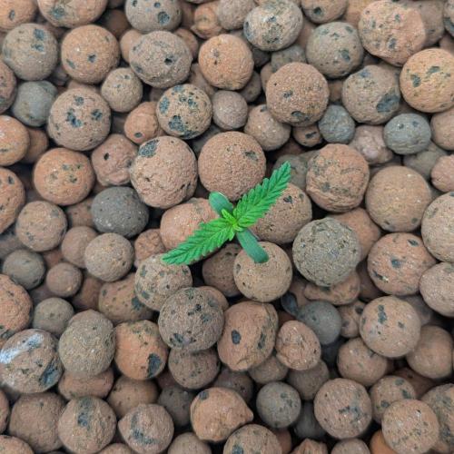 Think Fast (Dutch Passion). Week 0 - 02.01.2026