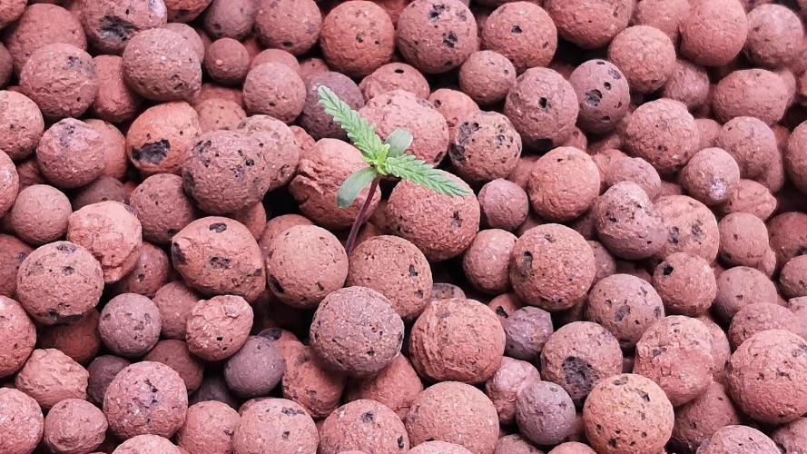 Think Fast (Dutch Passion)