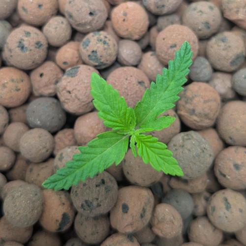 Think Fast (Dutch Passion). Week 1