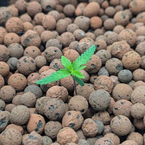 Think Fast (Dutch Passion). Week 1