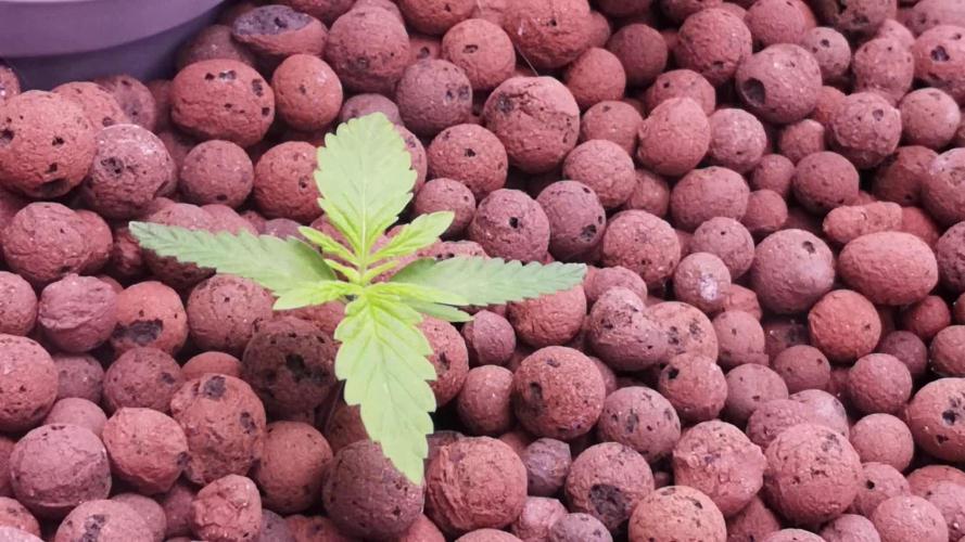 Think Fast (Dutch Passion)