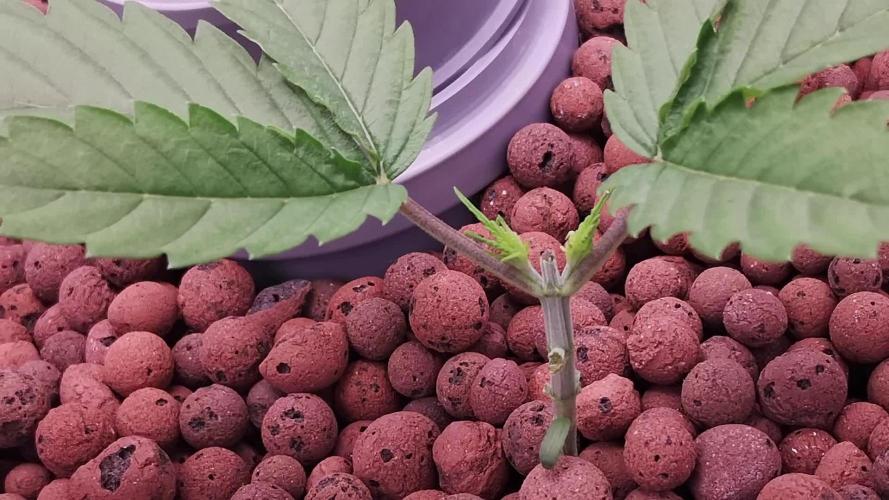 Think Fast (Dutch Passion)