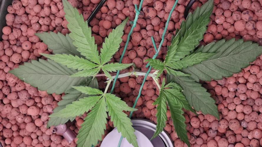 Think Fast (Dutch Passion)