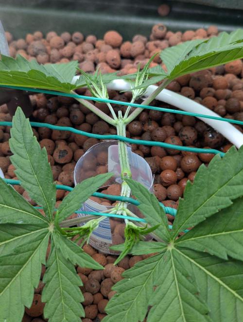 Think Fast (Dutch Passion). Week 4