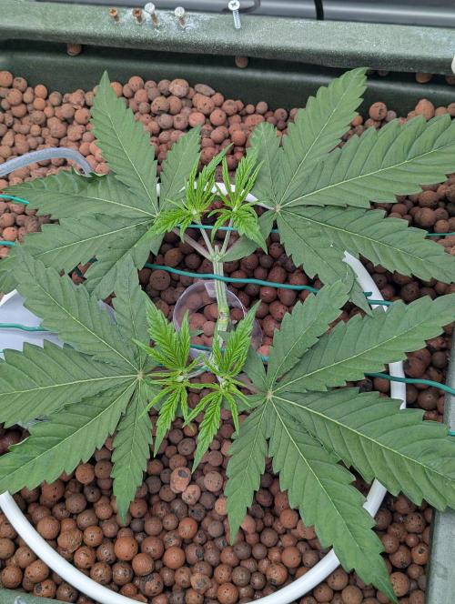 Think Fast (Dutch Passion). Week 4