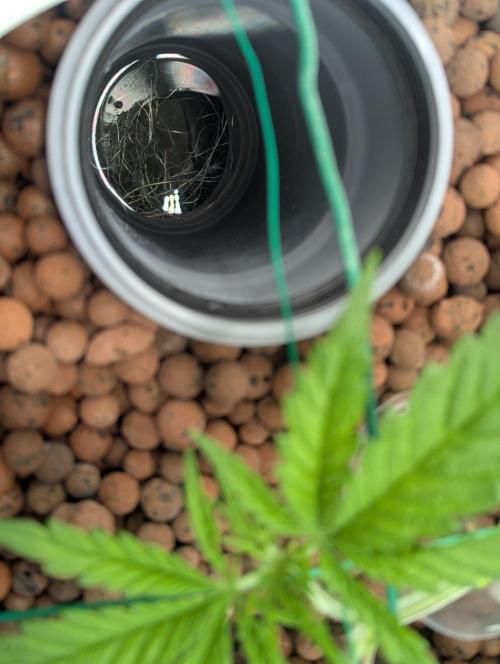 Think Fast (Dutch Passion). Week 4