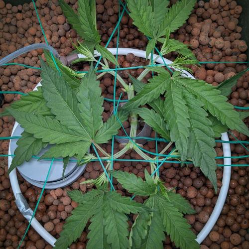 Think Fast (Dutch Passion). Week 5