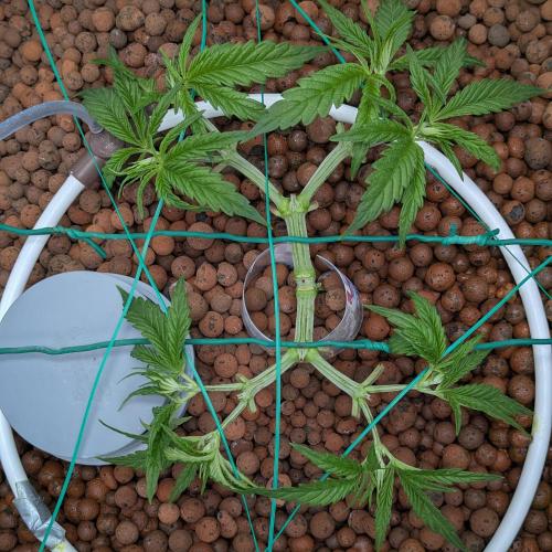 Think Fast (Dutch Passion). Week 5