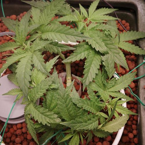 Think Fast (Dutch Passion). Week 6