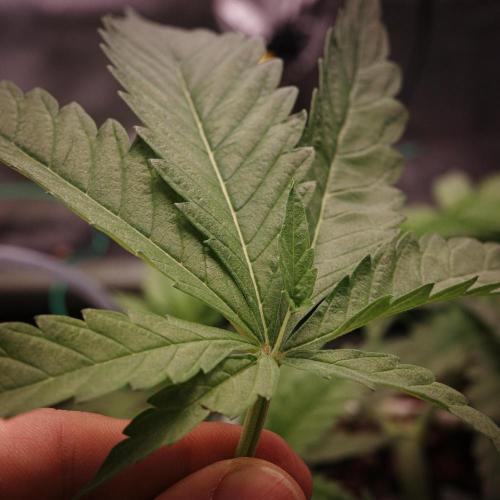 Think Fast (Dutch Passion). Week 6