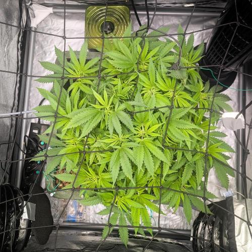 Think Fast. Week 9