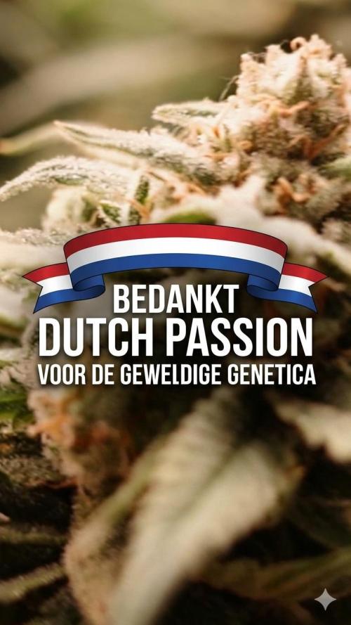 Think Fast (Dutch Passion) RDWC. Week 20