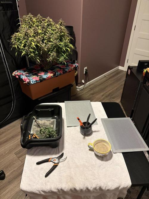 Dec 25-Feb 26 ETHOS/420FB. Week 10 - Got half way through her then broke out the ac inf bud trim bowl lol! 