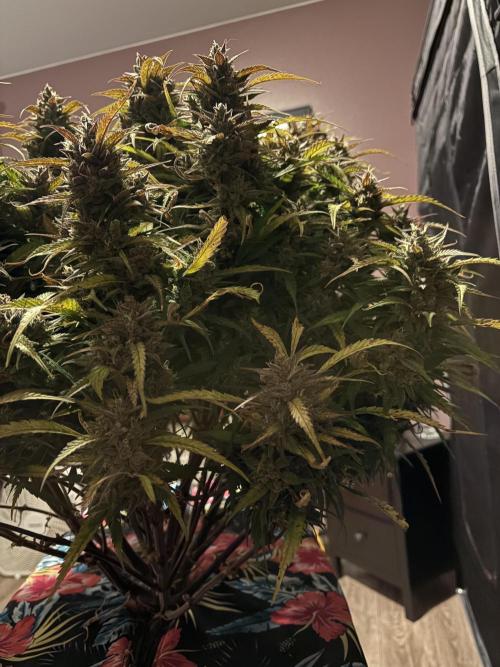 Dec 25-Feb 26 ETHOS/420FB. Week 10