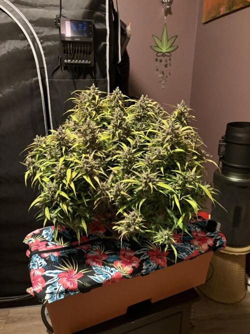 Dec 25-Feb 26 ETHOS/420FB. Week 10