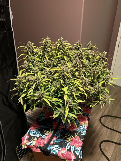 Dec 25-Feb 26 ETHOS/420FB. Week 10