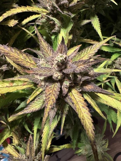 Dec 25-Feb 26 ETHOS/420FB. Week 10