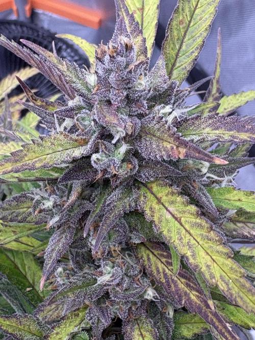 Dec 25-Feb 26 ETHOS/420FB. Week 10