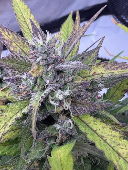 Dec 25-Feb 26 ETHOS/420FB. Week 10