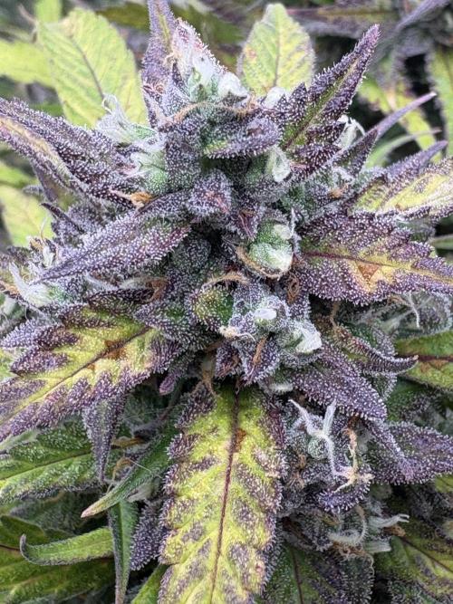 Dec 25-Feb 26 ETHOS/420FB. Week 10