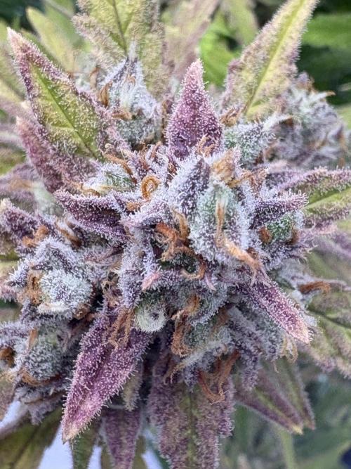 Voila Rbx5Winter 25-26. Week 10