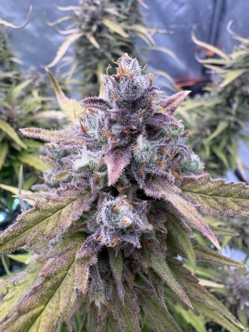 Voila Rbx5Winter 25-26. Week 10