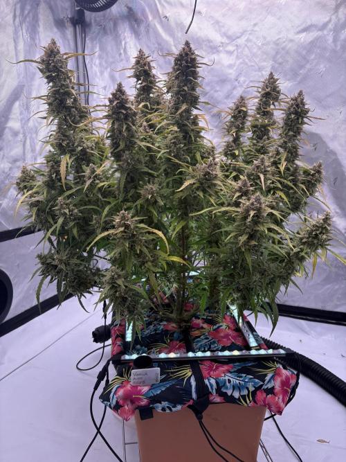 Voila Rbx5Winter 25-26. Week 10