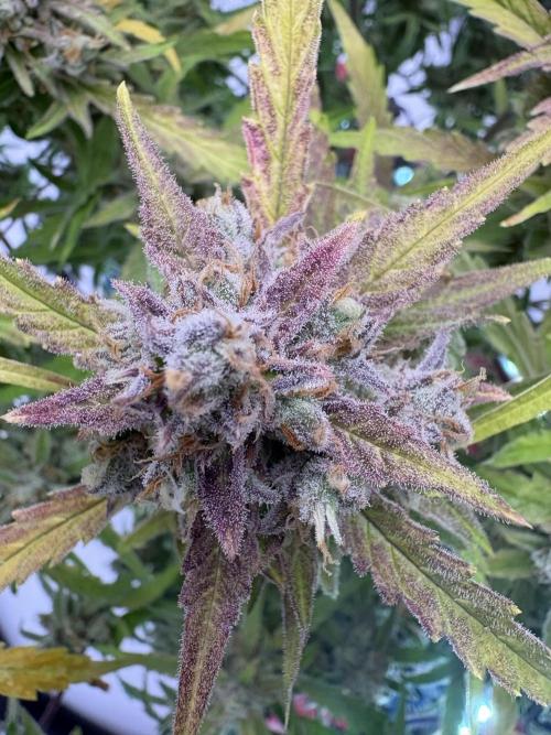 Voila Rbx5Winter 25-26. Week 10