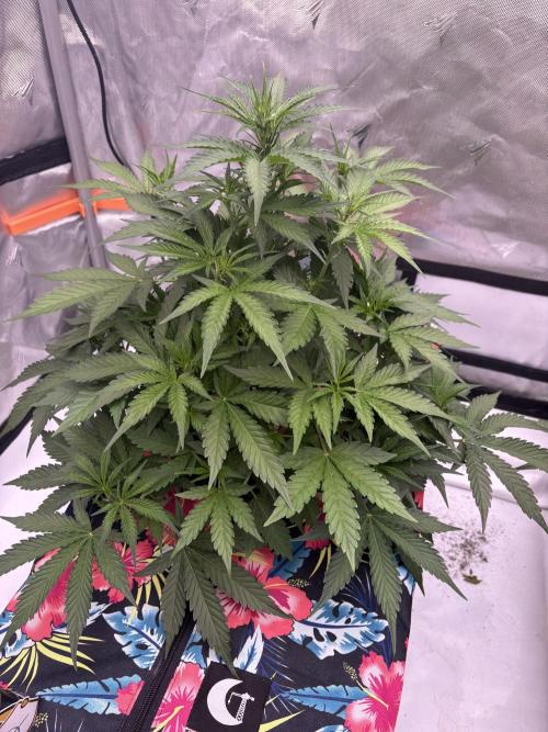 Head Zepplin feb-may26. Week 4