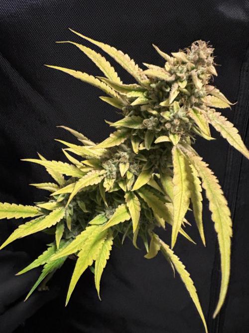 Head Zepplin feb-may26. Week 11