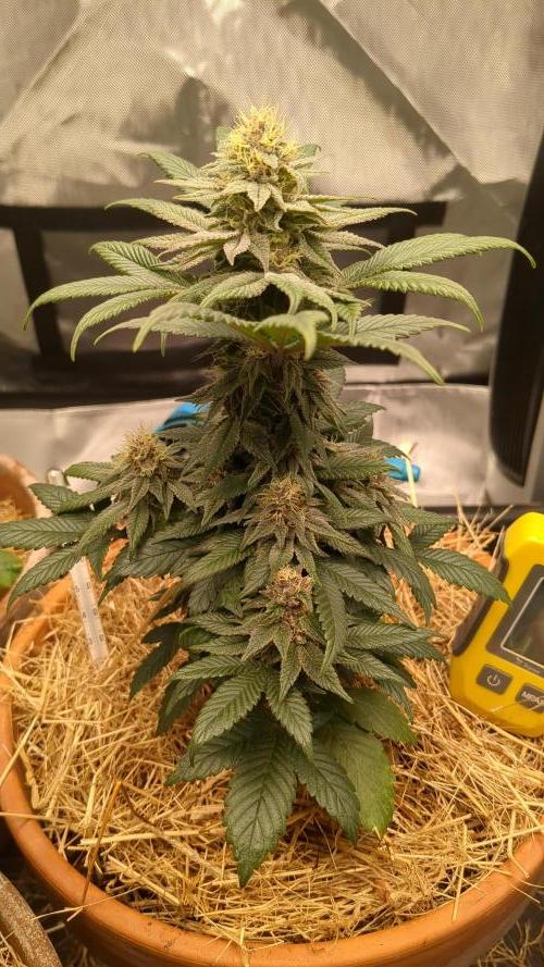 Pakistan Chitral Kush. Week 10