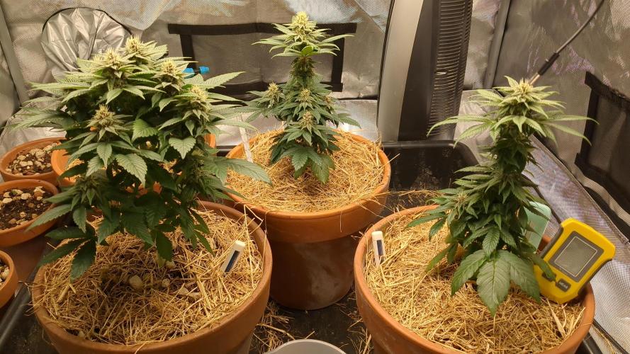 Pakistan Chitral Kush. Week 9