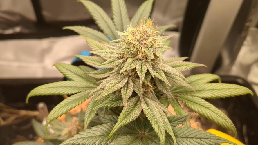 Pakistan Chitral Kush. Week 11