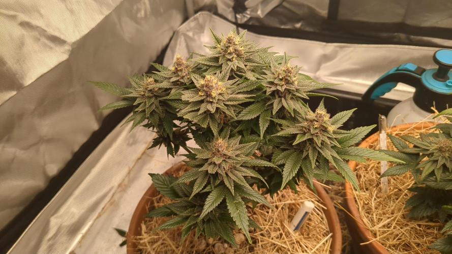 Pakistan Chitral Kush. Week 11