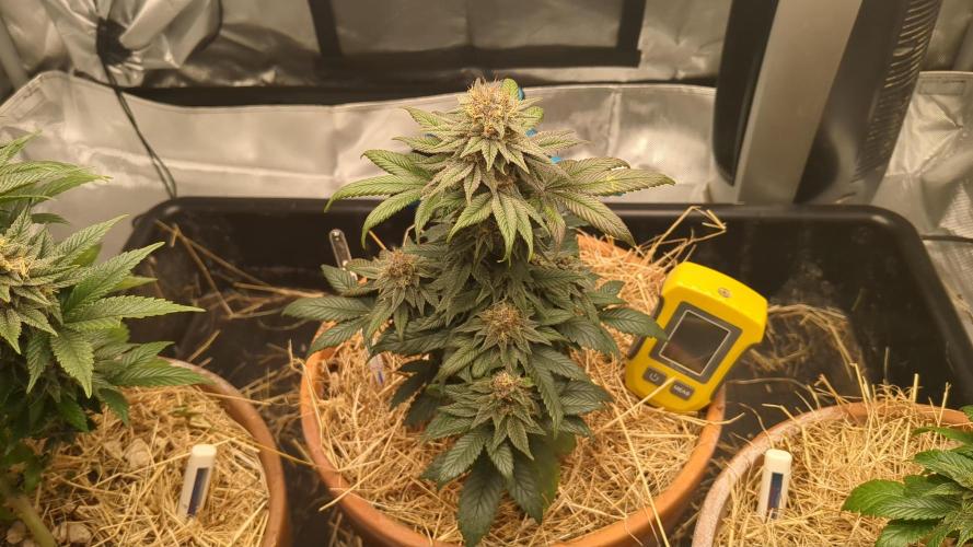 Pakistan Chitral Kush. Week 11