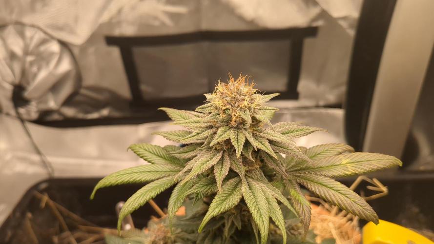 Pakistan Chitral Kush. Week 11