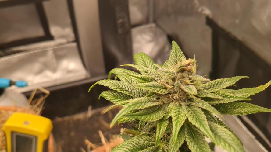 Pakistan Chitral Kush. Week 11