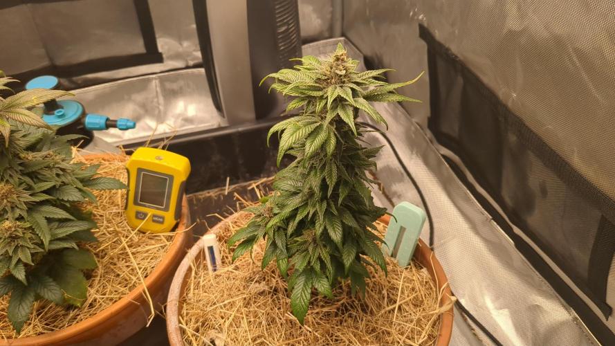 Pakistan Chitral Kush. Week 11